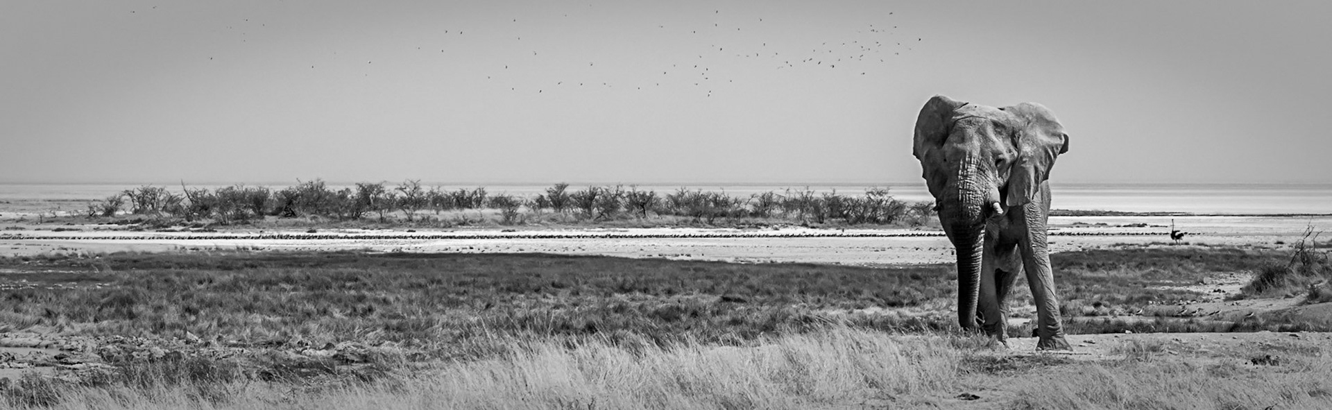 ©McNairnPhotography