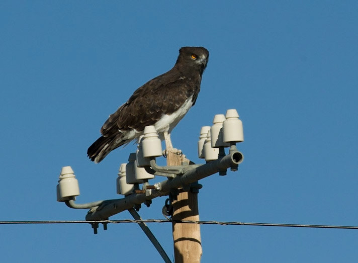 Black-chested Snake Eagle ©McNairnPhotography