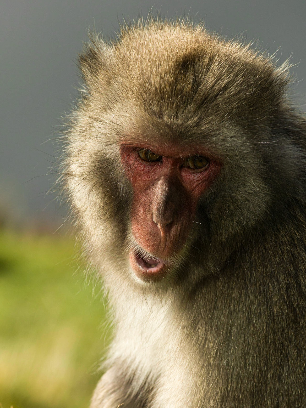 Japanese Macaque (Macaca fuscata) ©McNairnPhotography