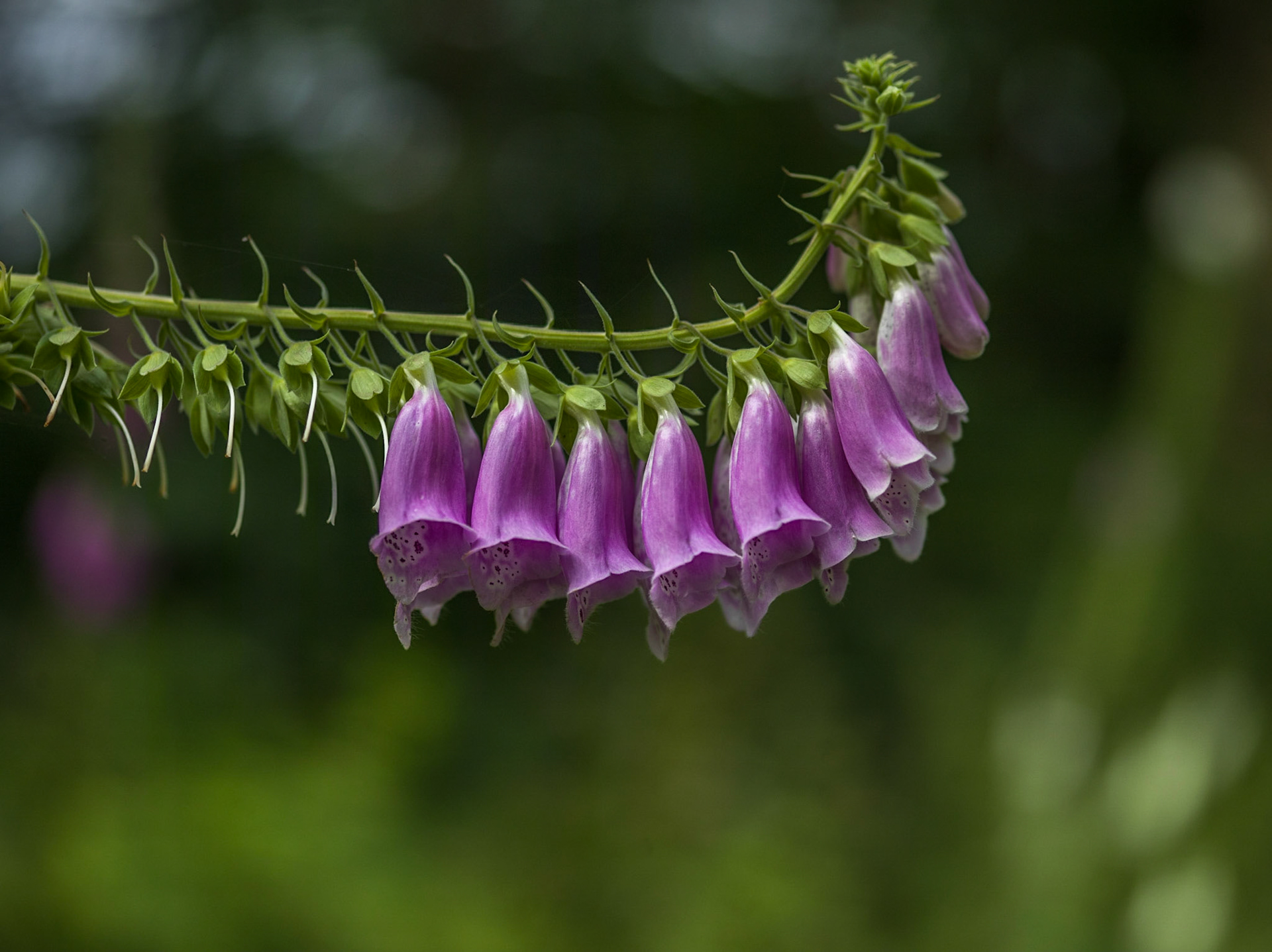 ©McNairnPhotography