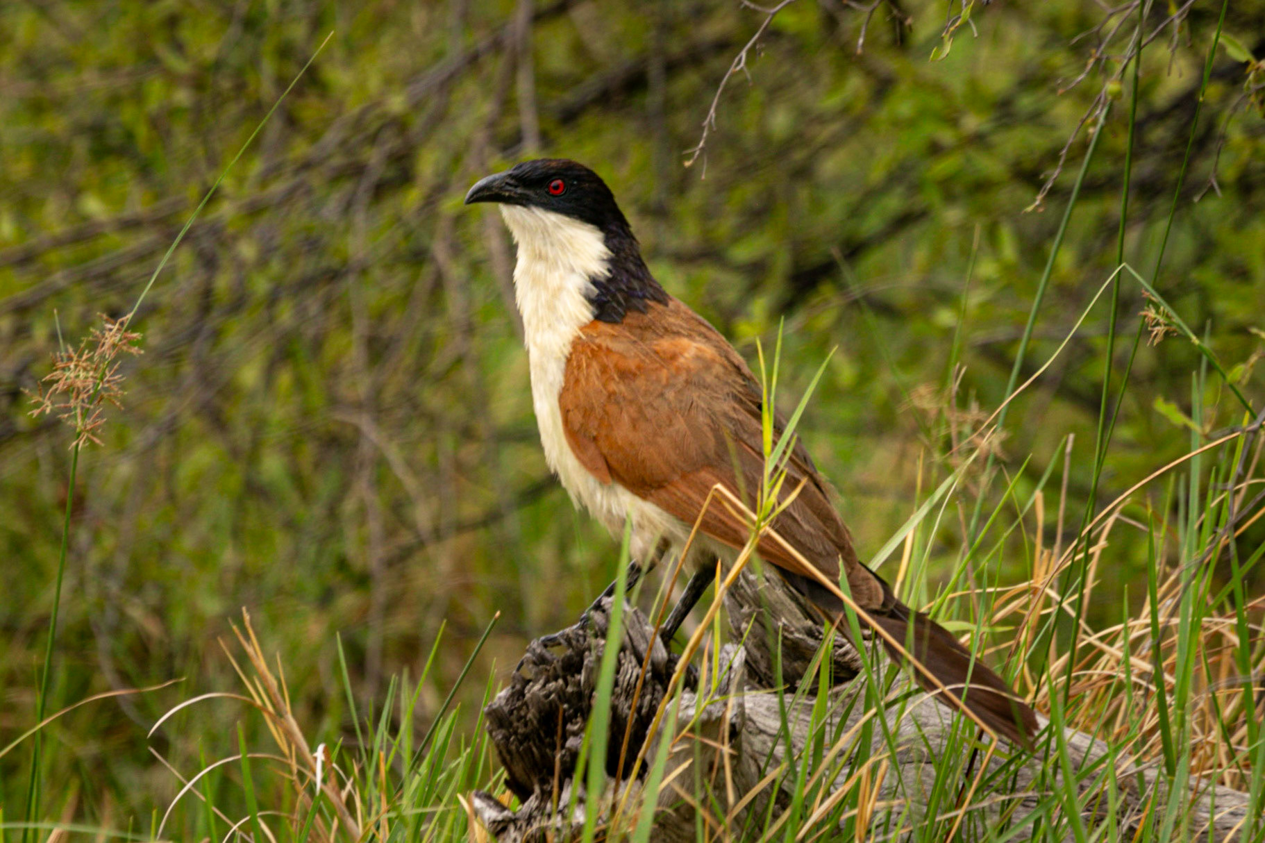 Coppery-tailed Coucal ©McNairnPhotography