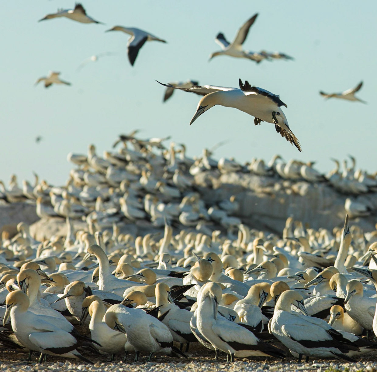 Cape Gannet, South Africa ©McNairnPhotography