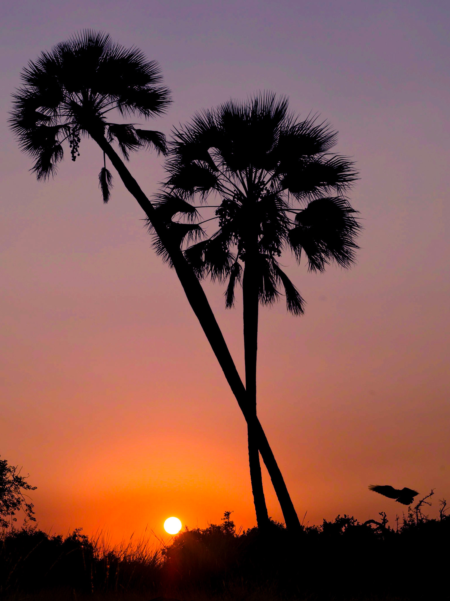 Palmwag, Namibia ©McNairnPhotography