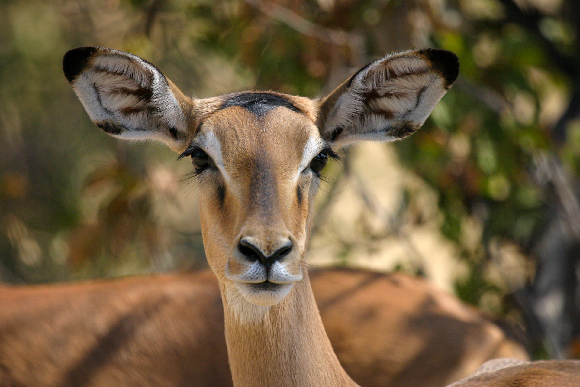 Botswana ©McNairnPhotography