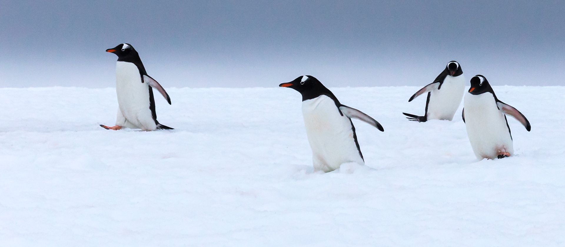 Gentoo Penguin ©McNairnPhotography