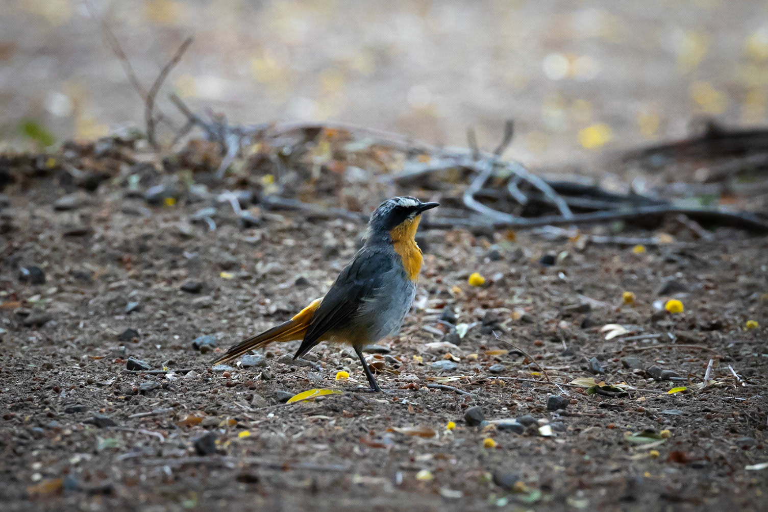 Cape Robin Chat ©McNairnPhotography