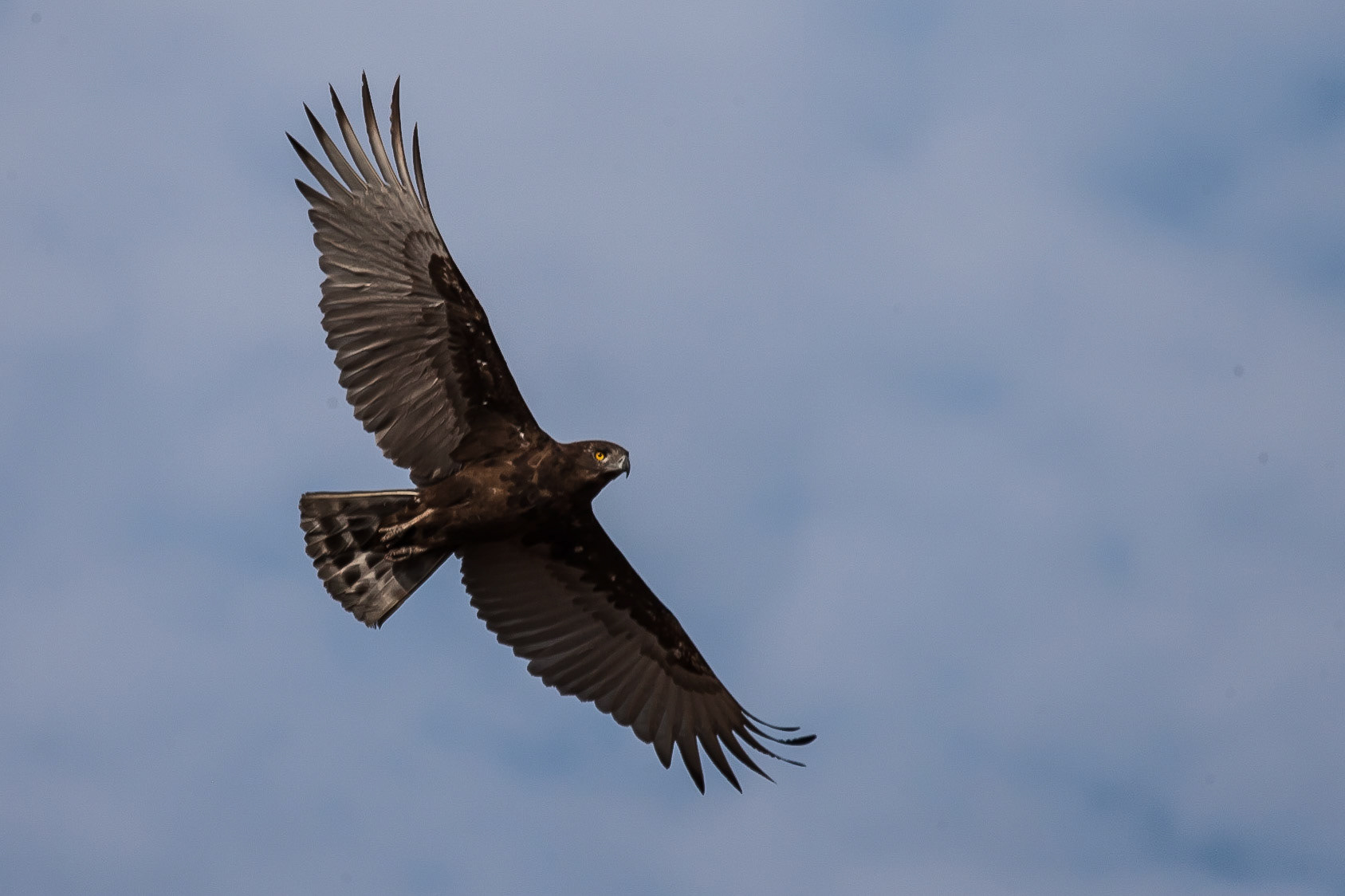 Brown Snake Eagle ©McNairnPhotography