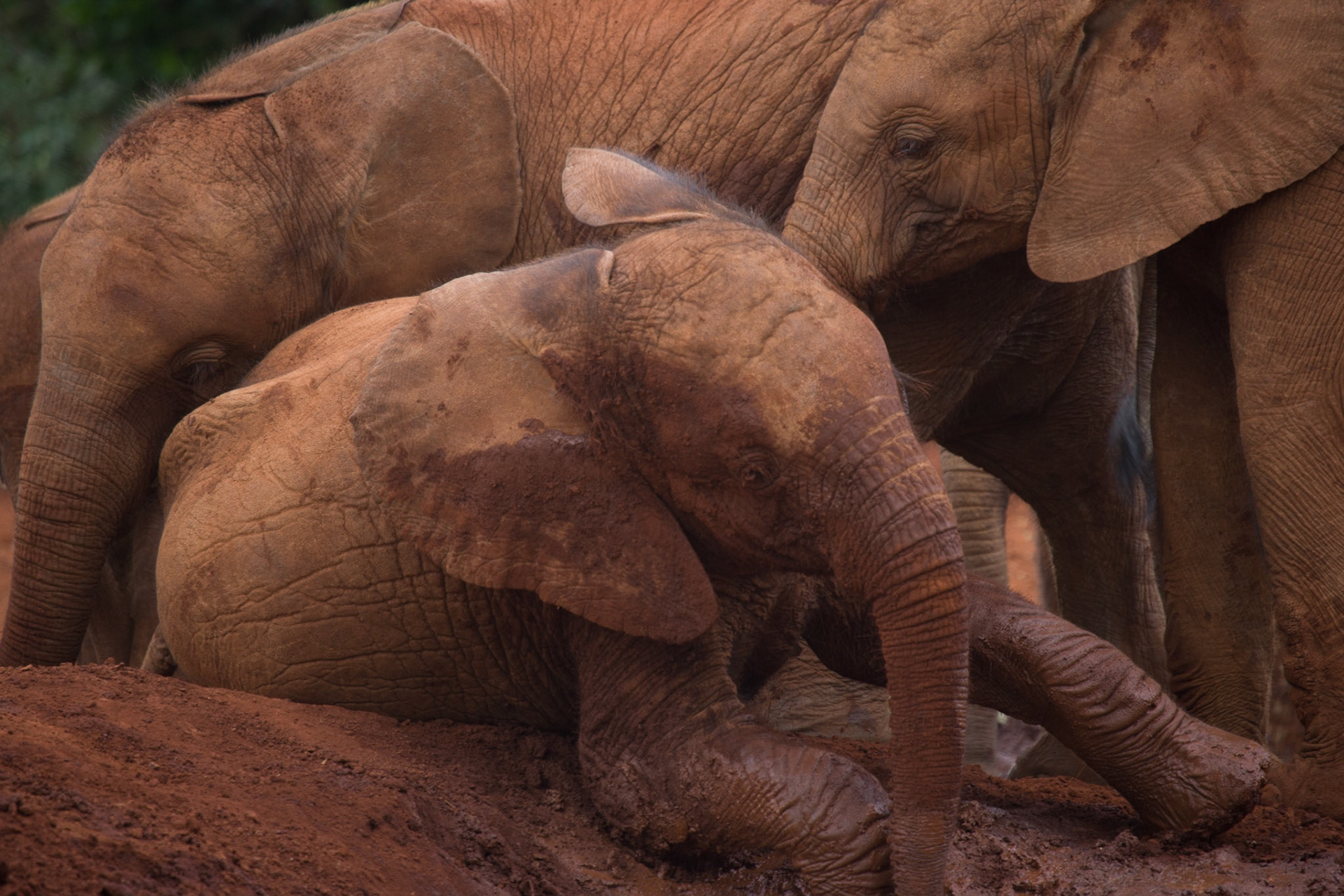 Sheldrick Wildlife Trust ©McNairnPhotography