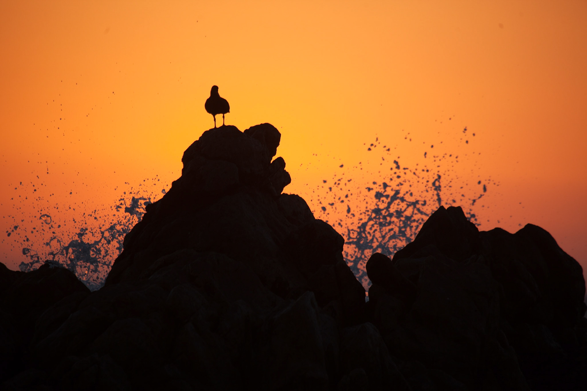 Oystercatcher ©McNairnPhotography