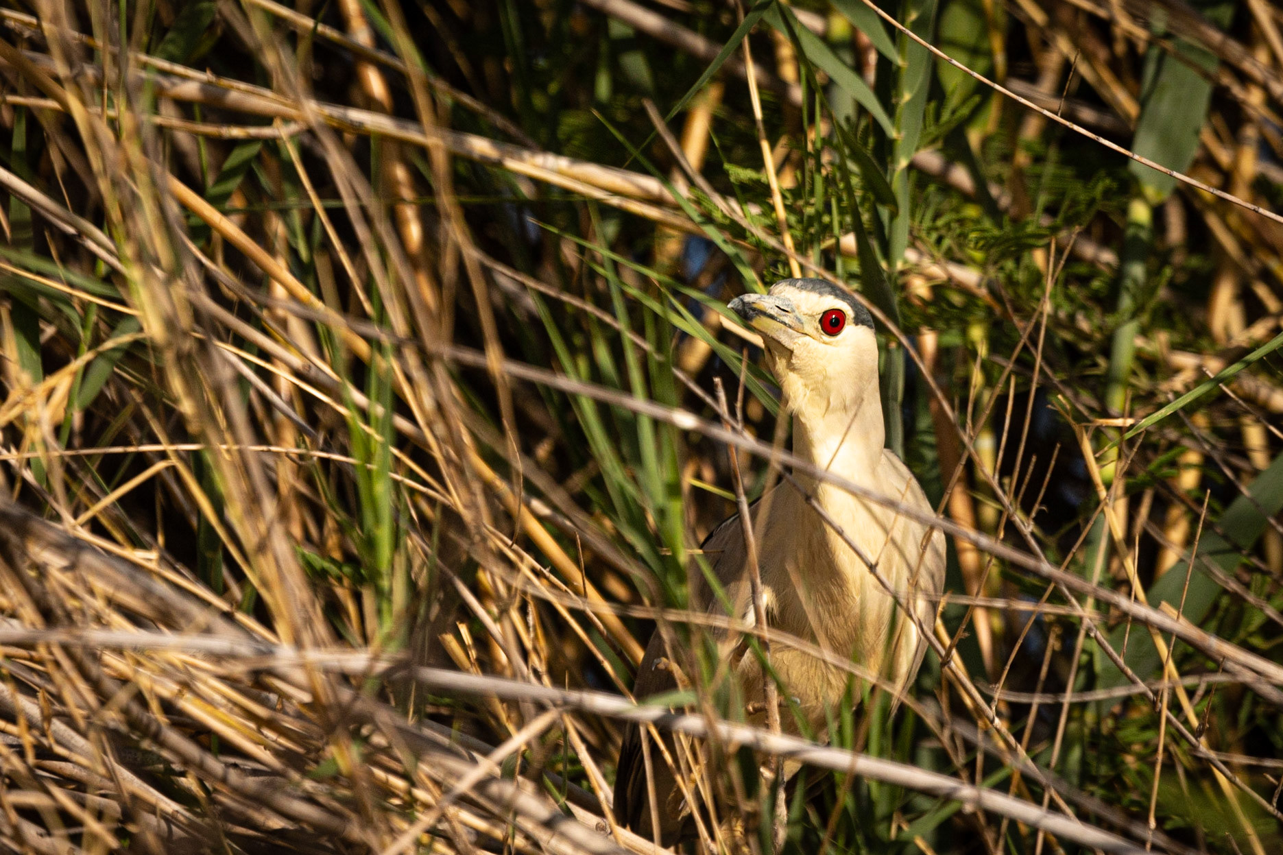Black-crowned Night Heron ©McNairnPhotography