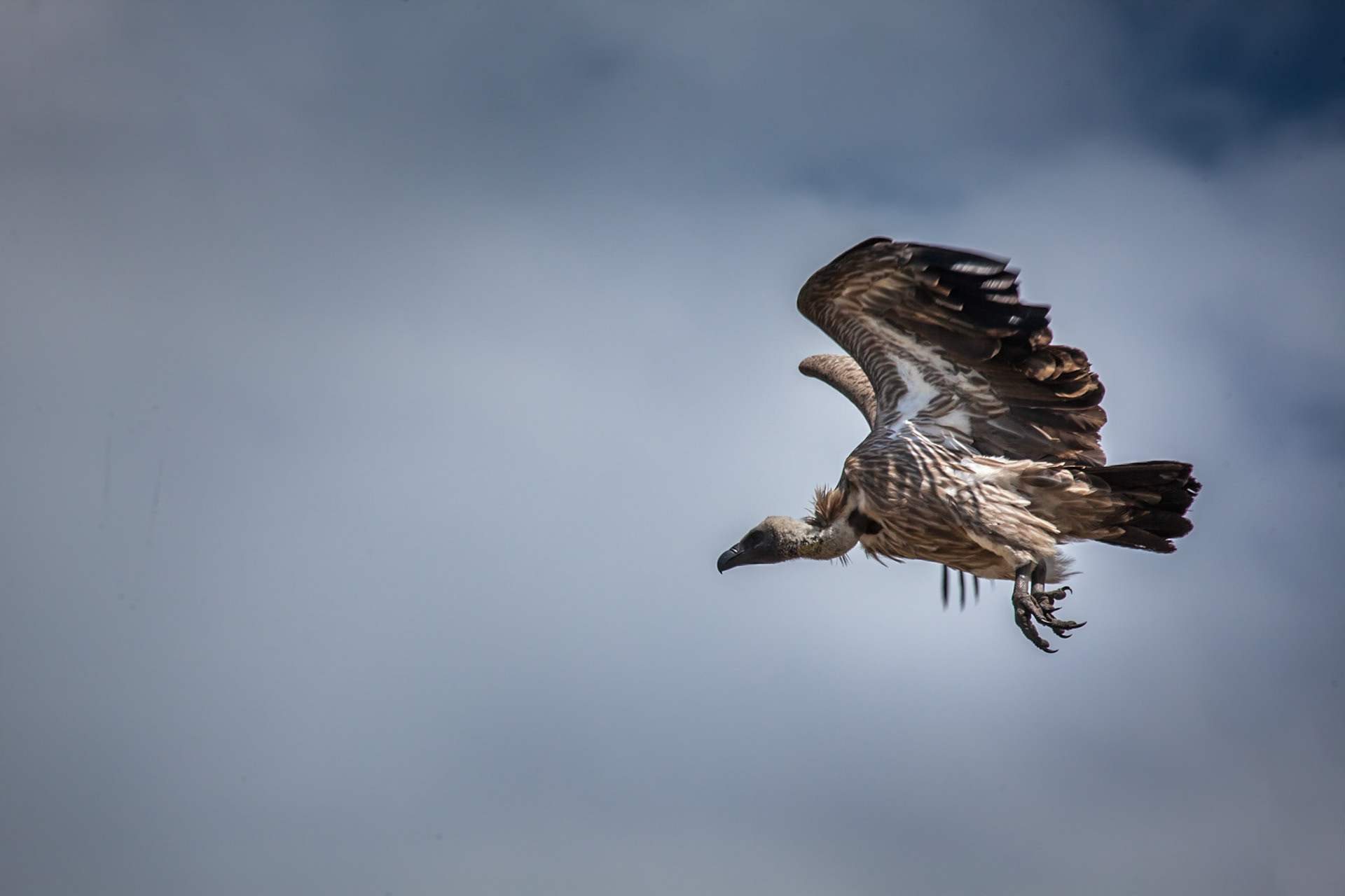 White Backed Vulture ©McNairnPhotography