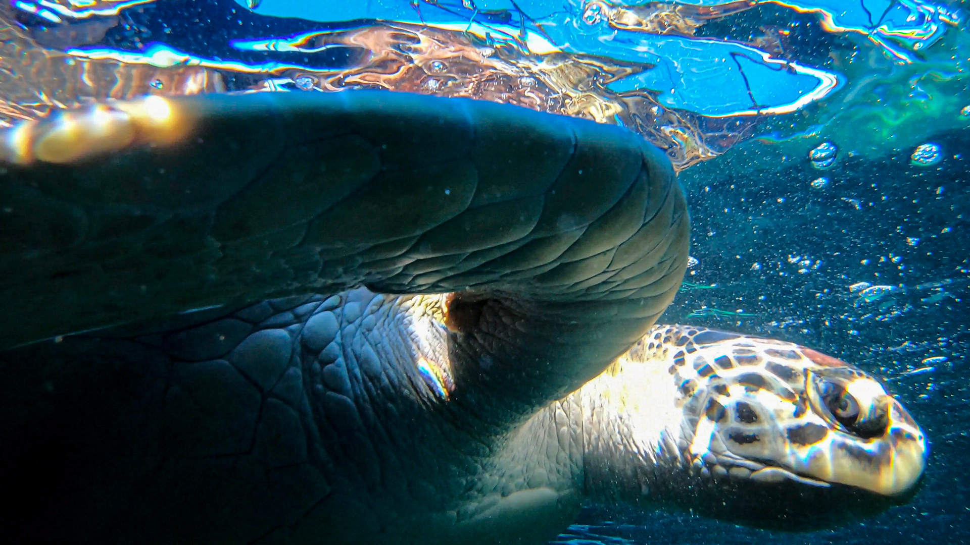 Two Oceans Aquarium ©McNairnPhotography