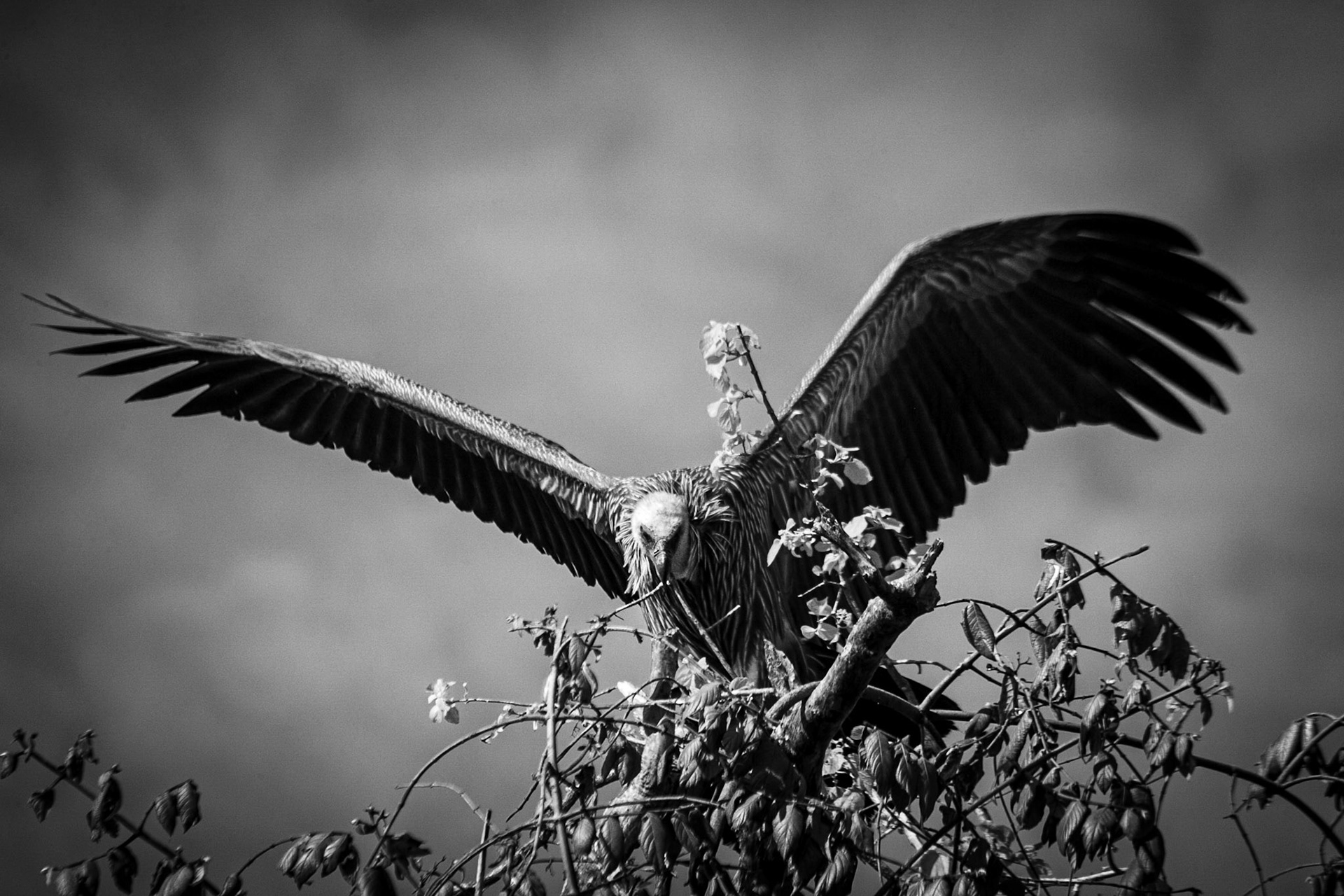 ©McNairnPhotography