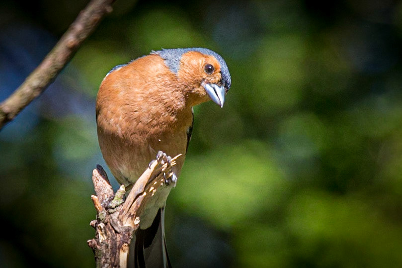 Common Chaffinch ©McNairnPhotography