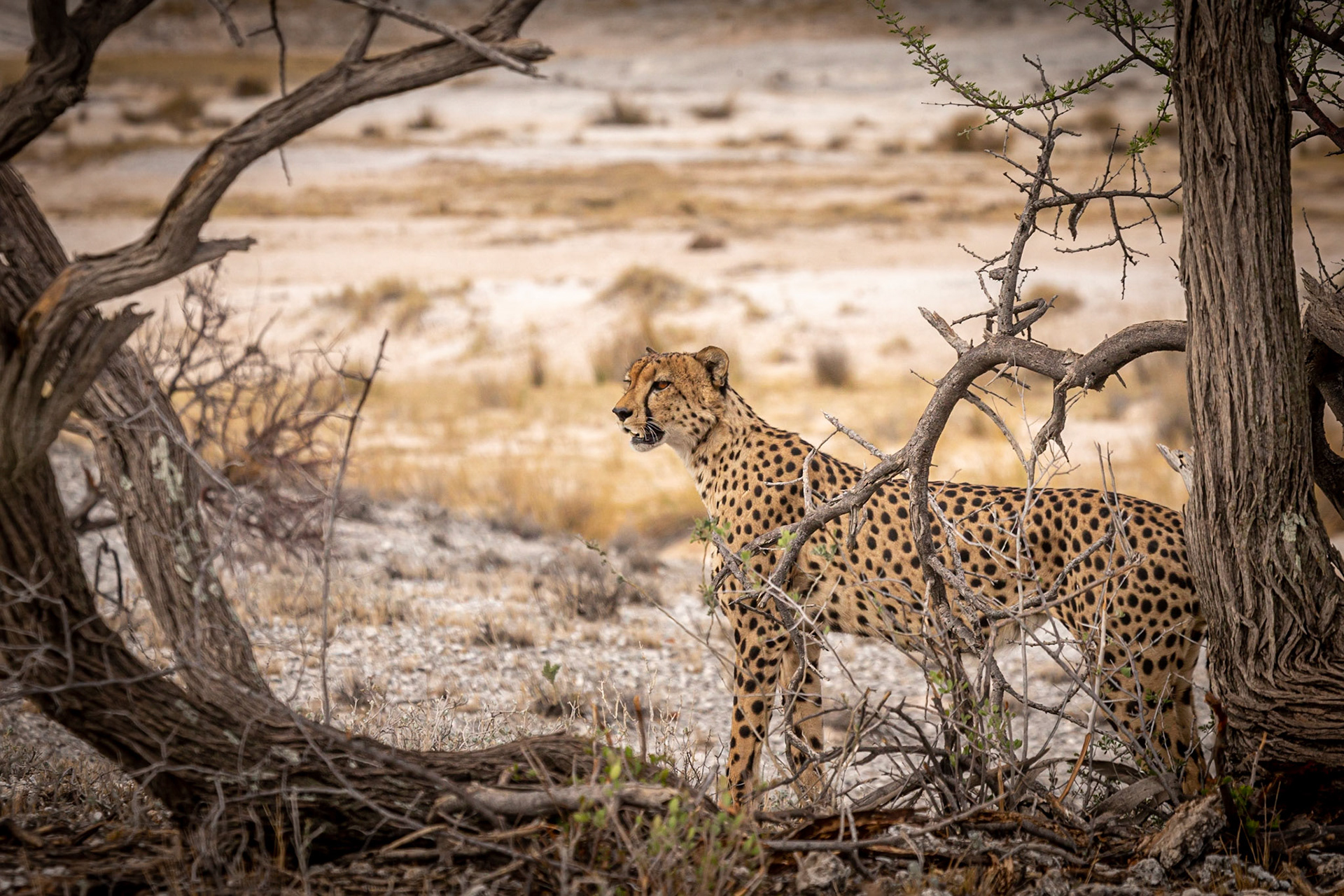 ©McNairnPhotography