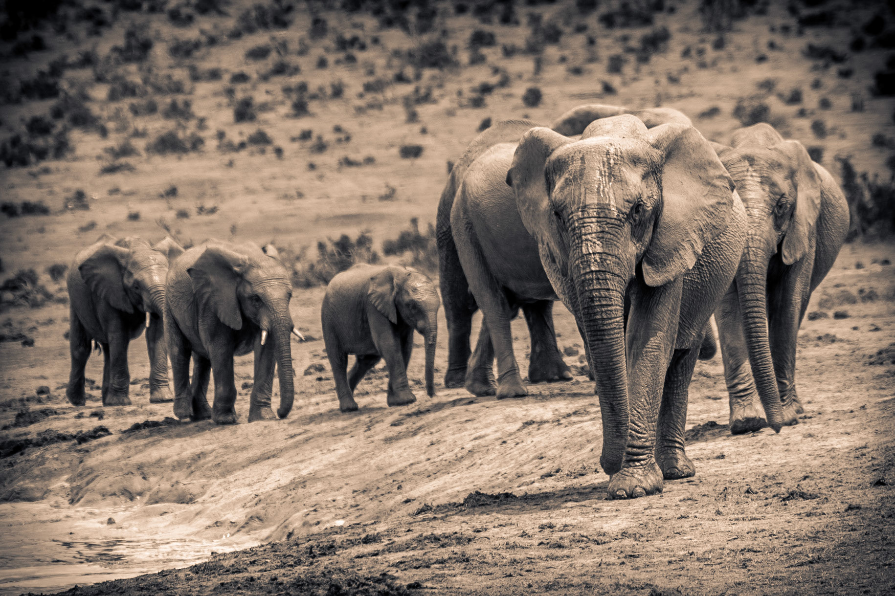 ©McNairnPhotography