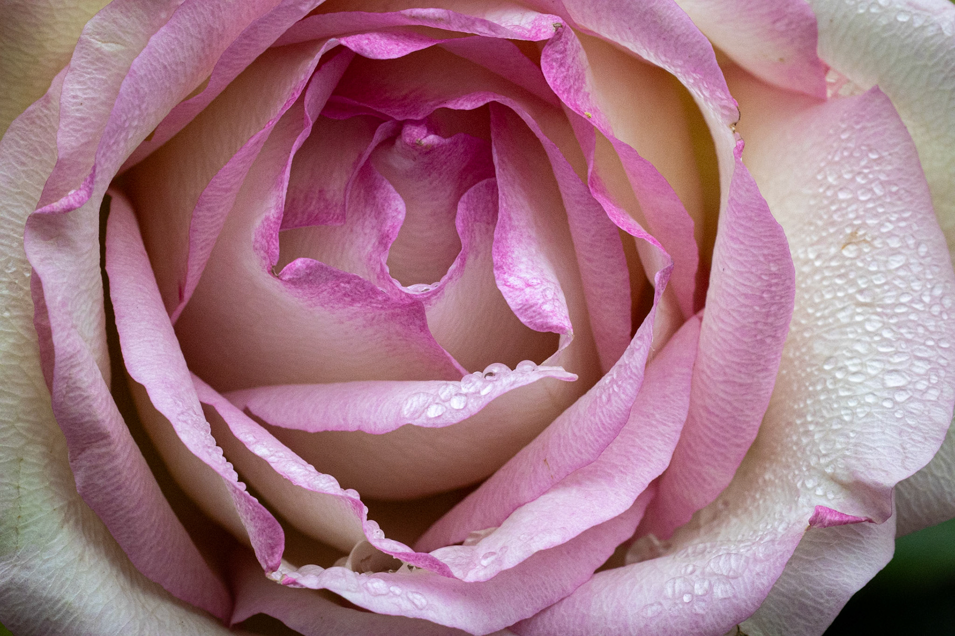 ©McNairnPhotography