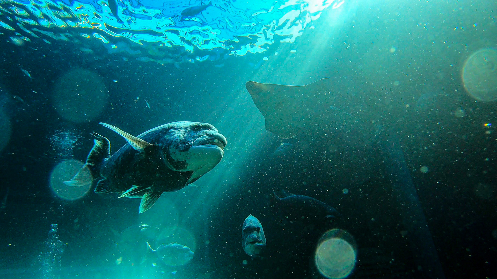 Two Oceans Aquarium ©McNairnPhotography