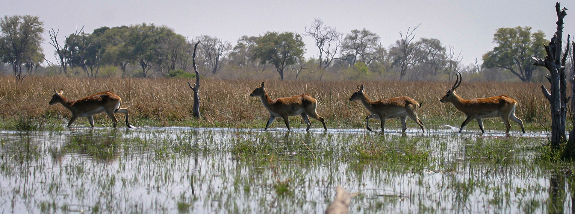 Botswana ©McNairnPhotography