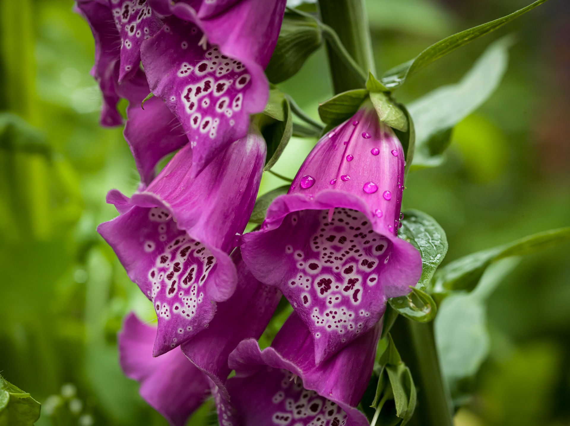 ©McNairnPhotography