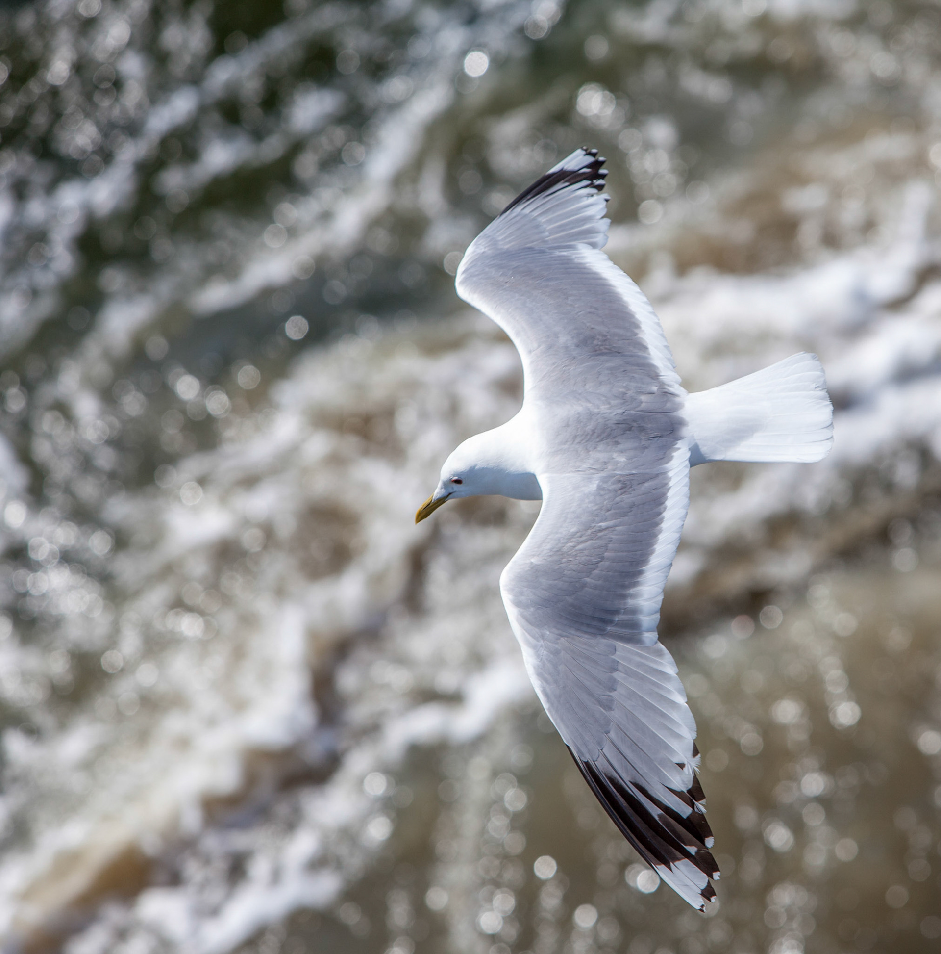 Caspian Gull ©McNairnPhotography