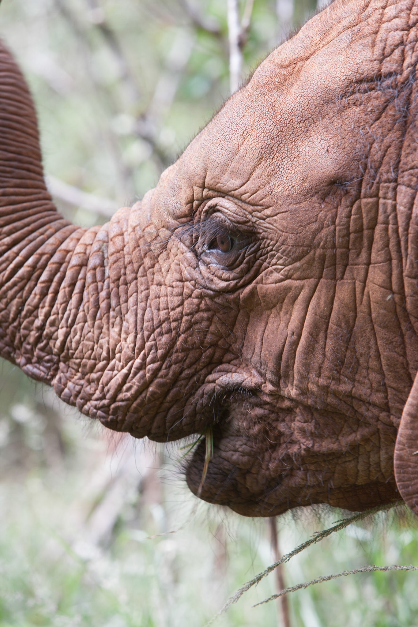 Sheldrick Wildlife Trust ©McNairnPhotography