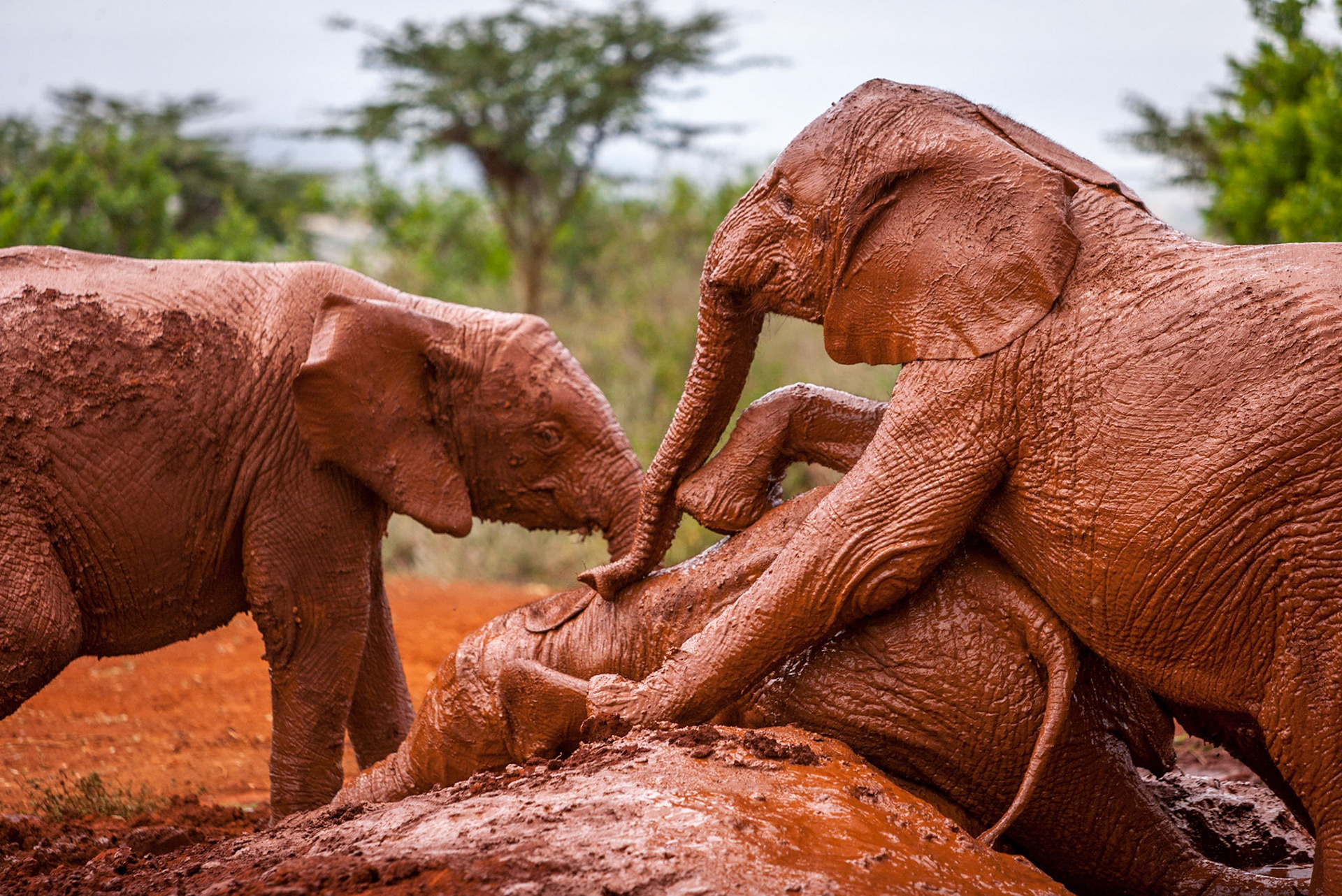 Sheldrick Wildlife Trust ©McNairnPhotography