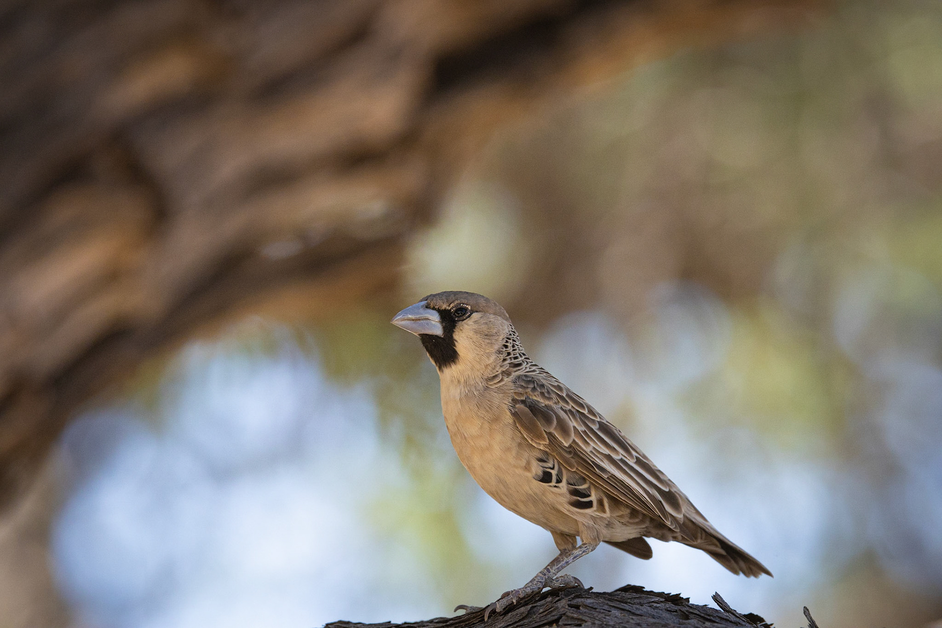 Sociable Weaver ©McNairnPhotography