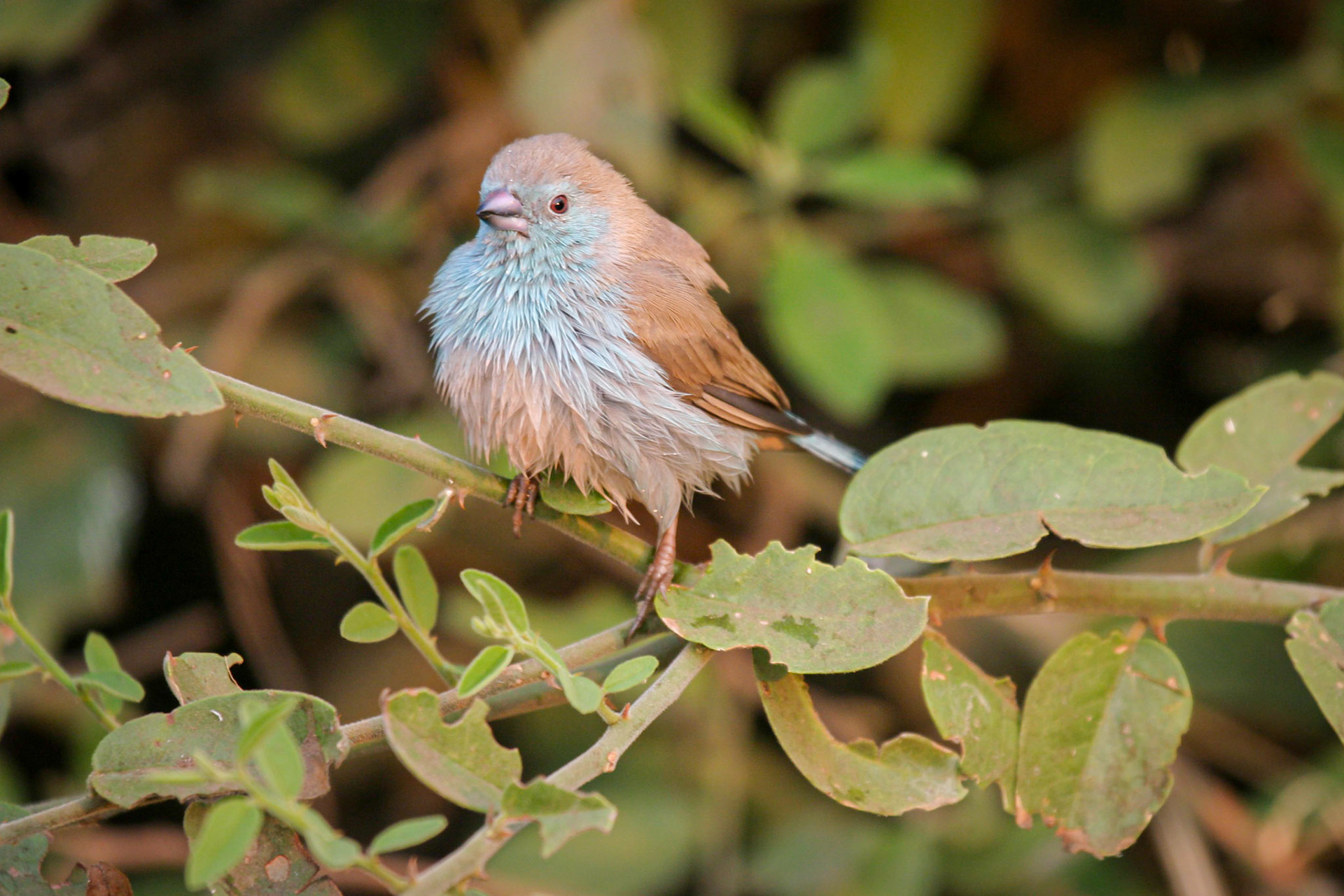 Botswana ©McNairnPhotography