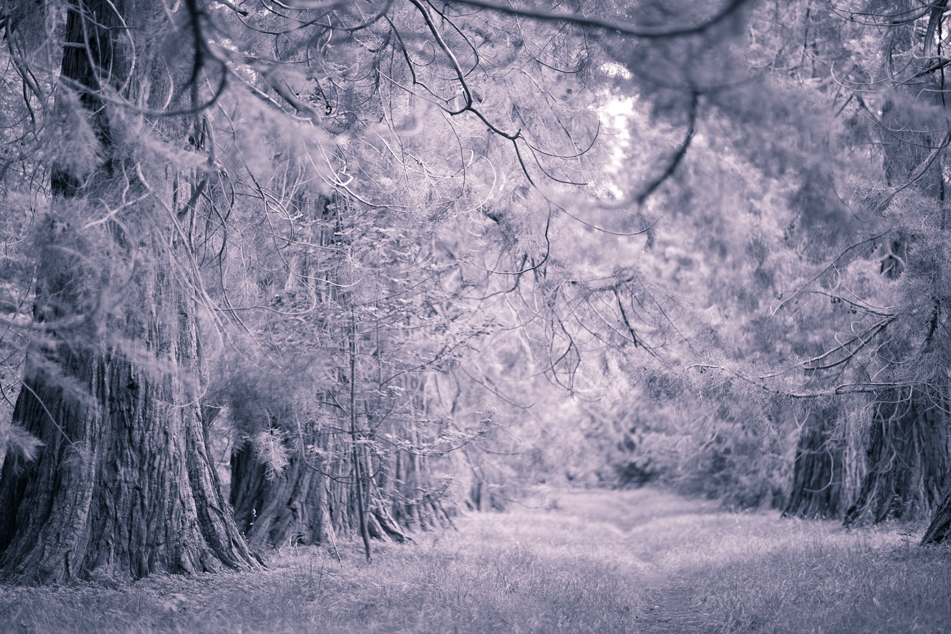 ©McNairnPhotography