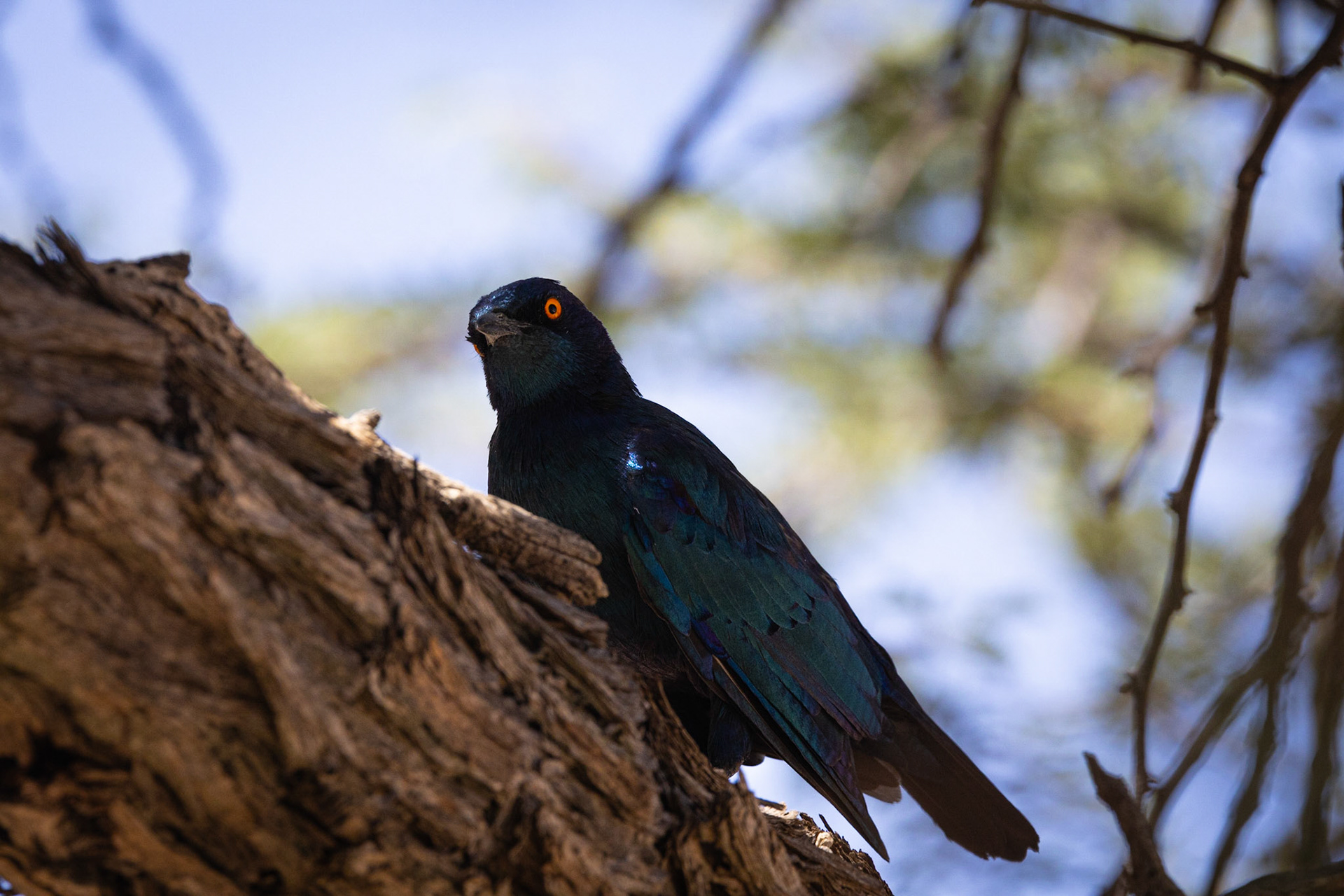 Cape Starling ©McNairnPhotography