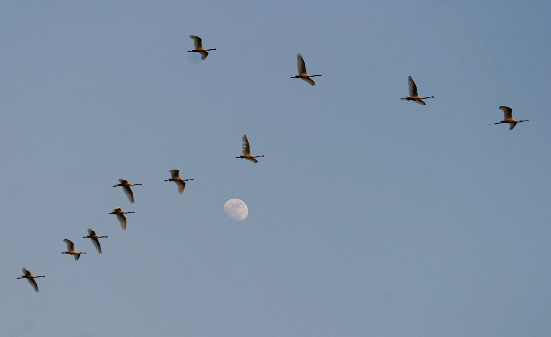 Eurasian Spoonbill ©McNairnPhotography
