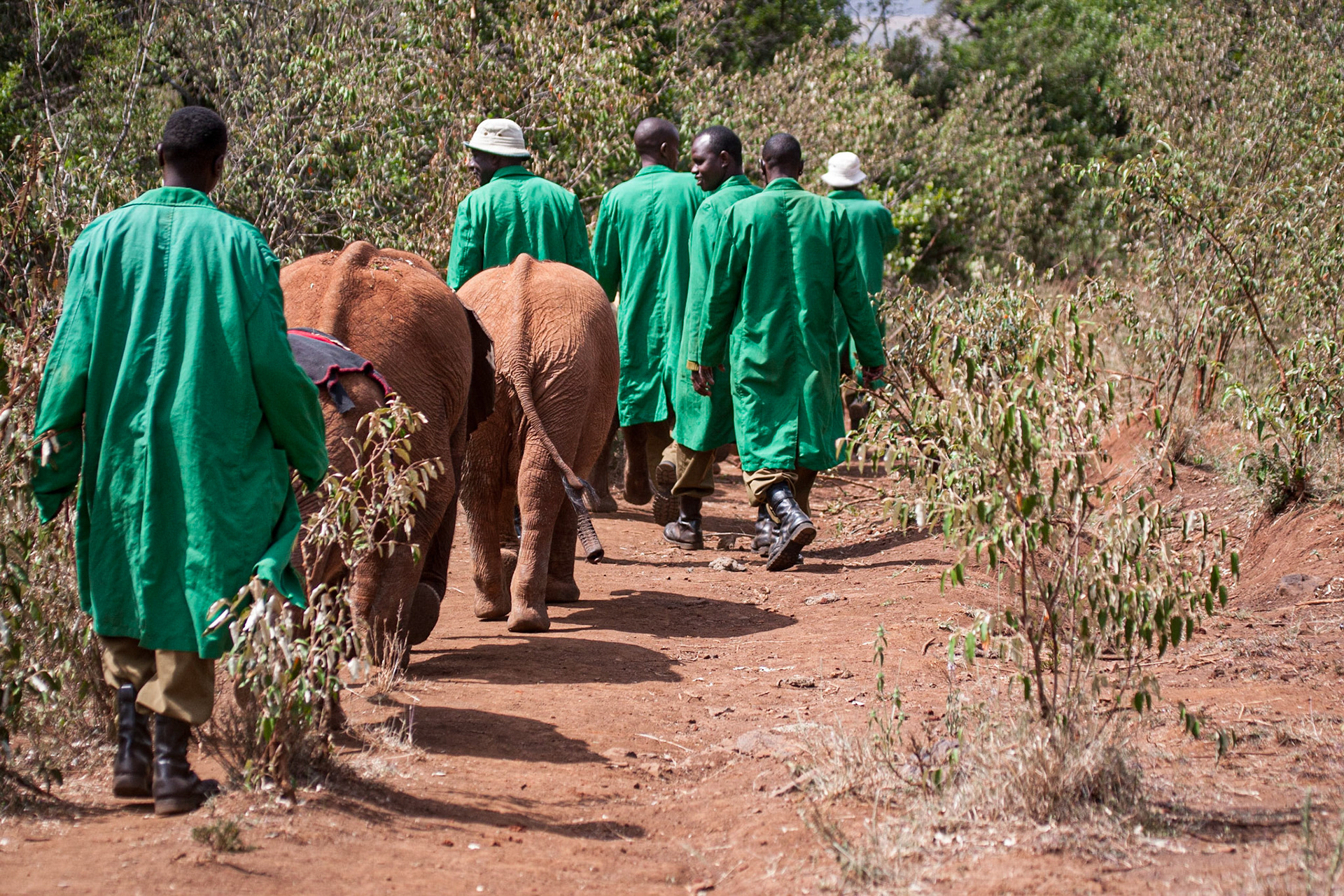 Sheldrick Wildlife Trust, Nairobi ©McNairnPhotography