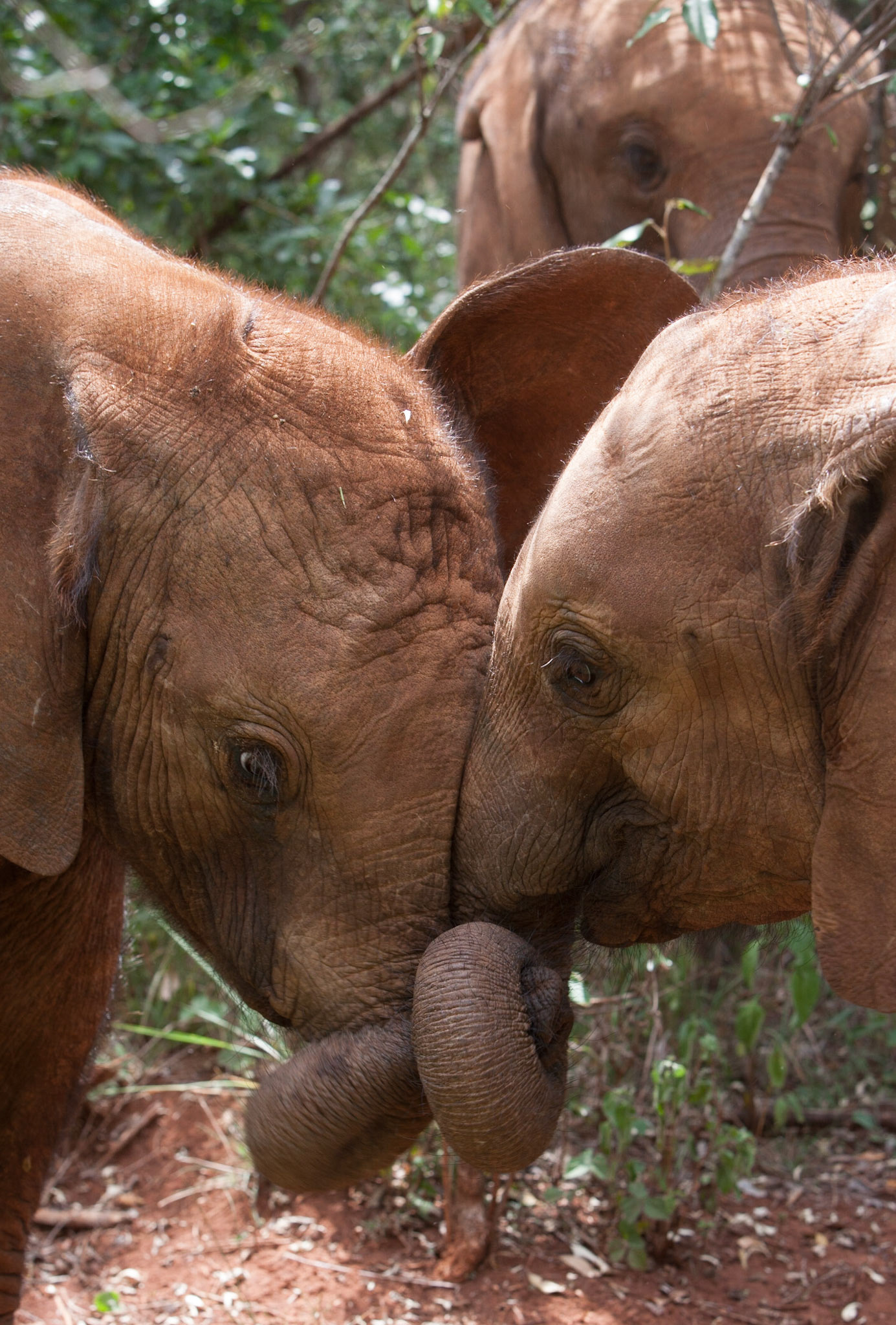 Sheldrick Wildlife Trust ©McNairnPhotography