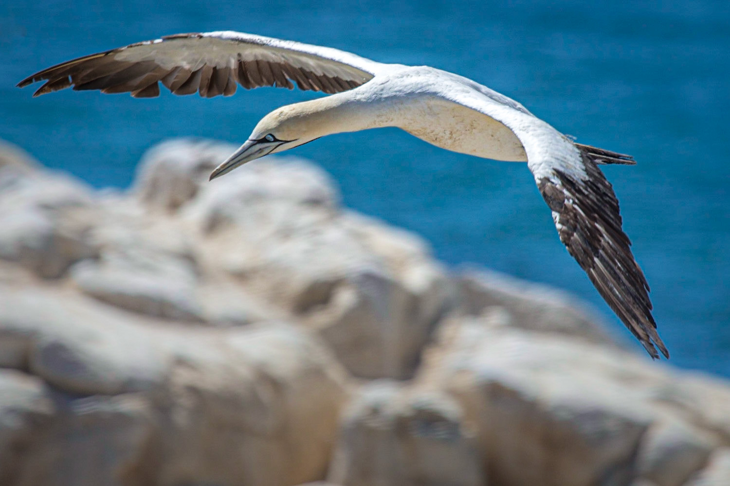 Southern Gannett ©McNairnPhotography