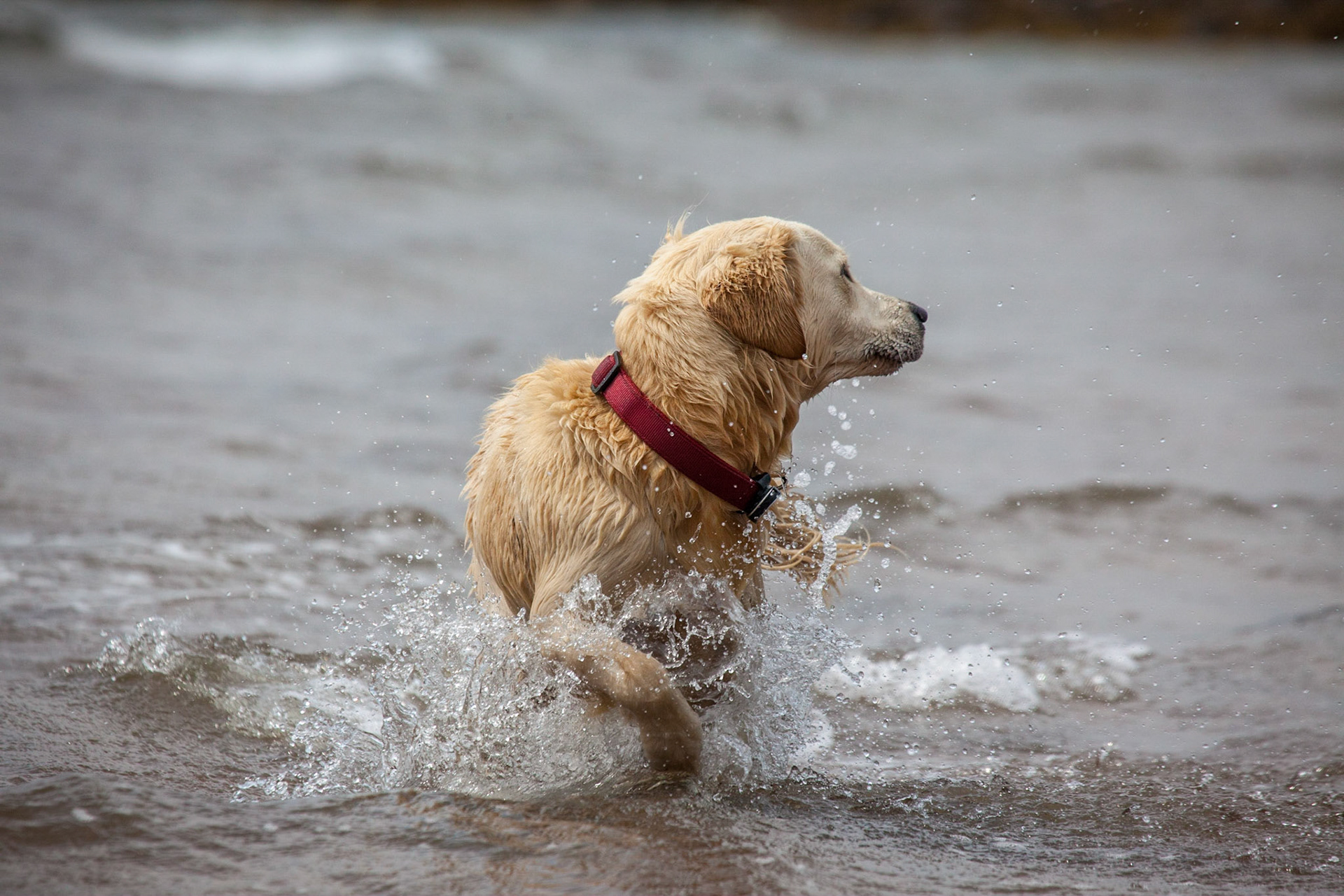 ©McNairnPhotography