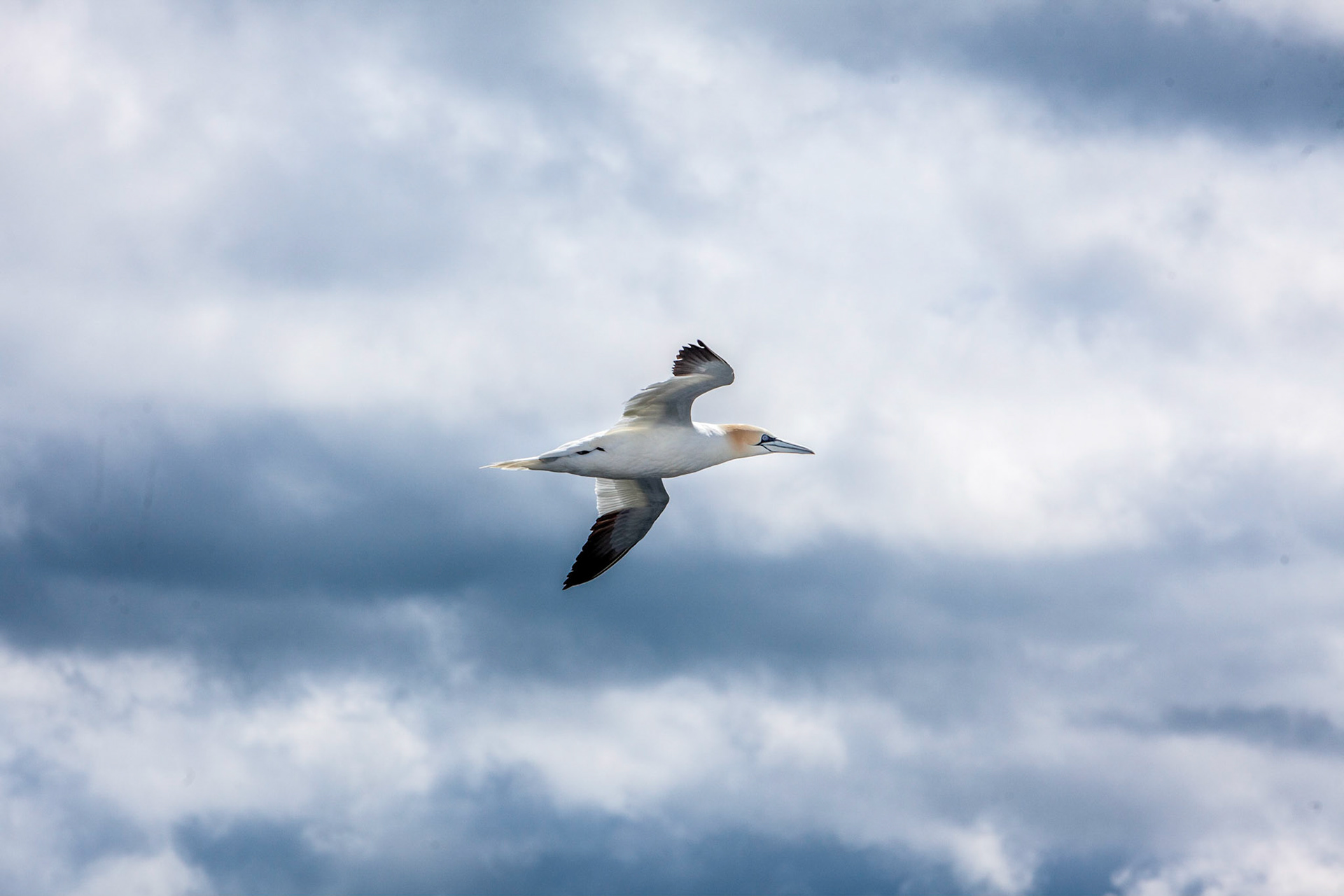 Northern Gannet ©McNairnPhotography©McNairnPhotography