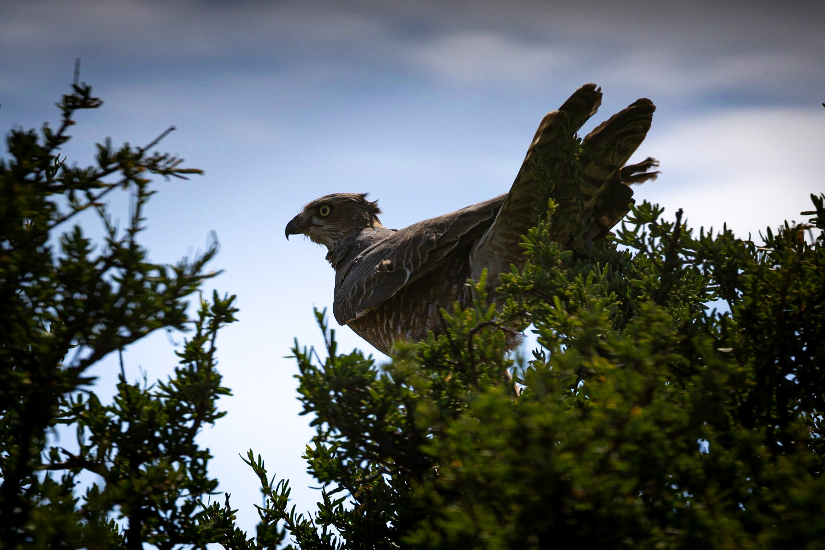 Buzzard ? ©McNairnPhotography