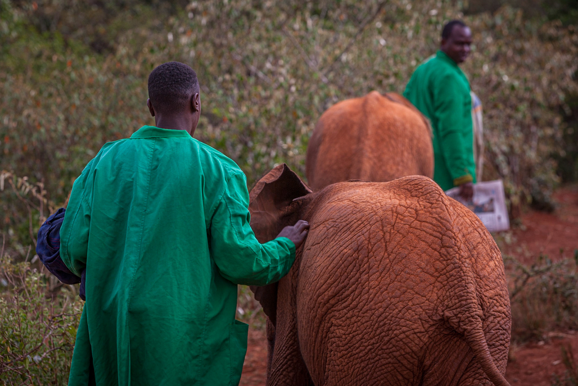 Sheldrick Wildlife Trust, Nairobi ©McNairnPhotography