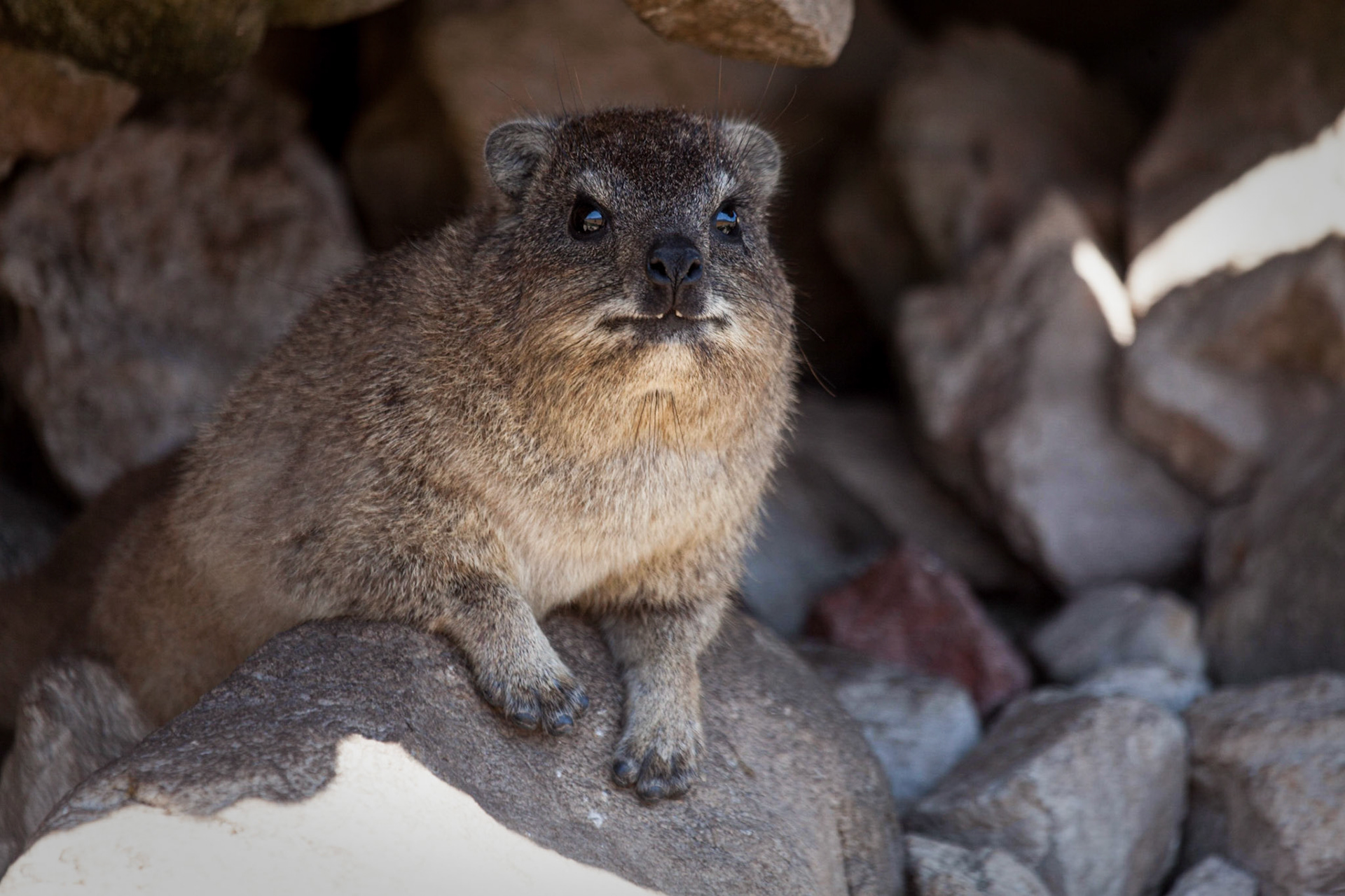 Hyrax (Procavia capensis) ©McNairnPhotography
