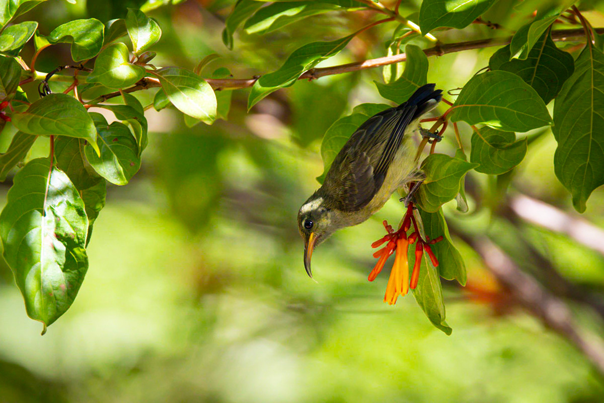 Malagasy Green Sunbird ©McNairnPhotography