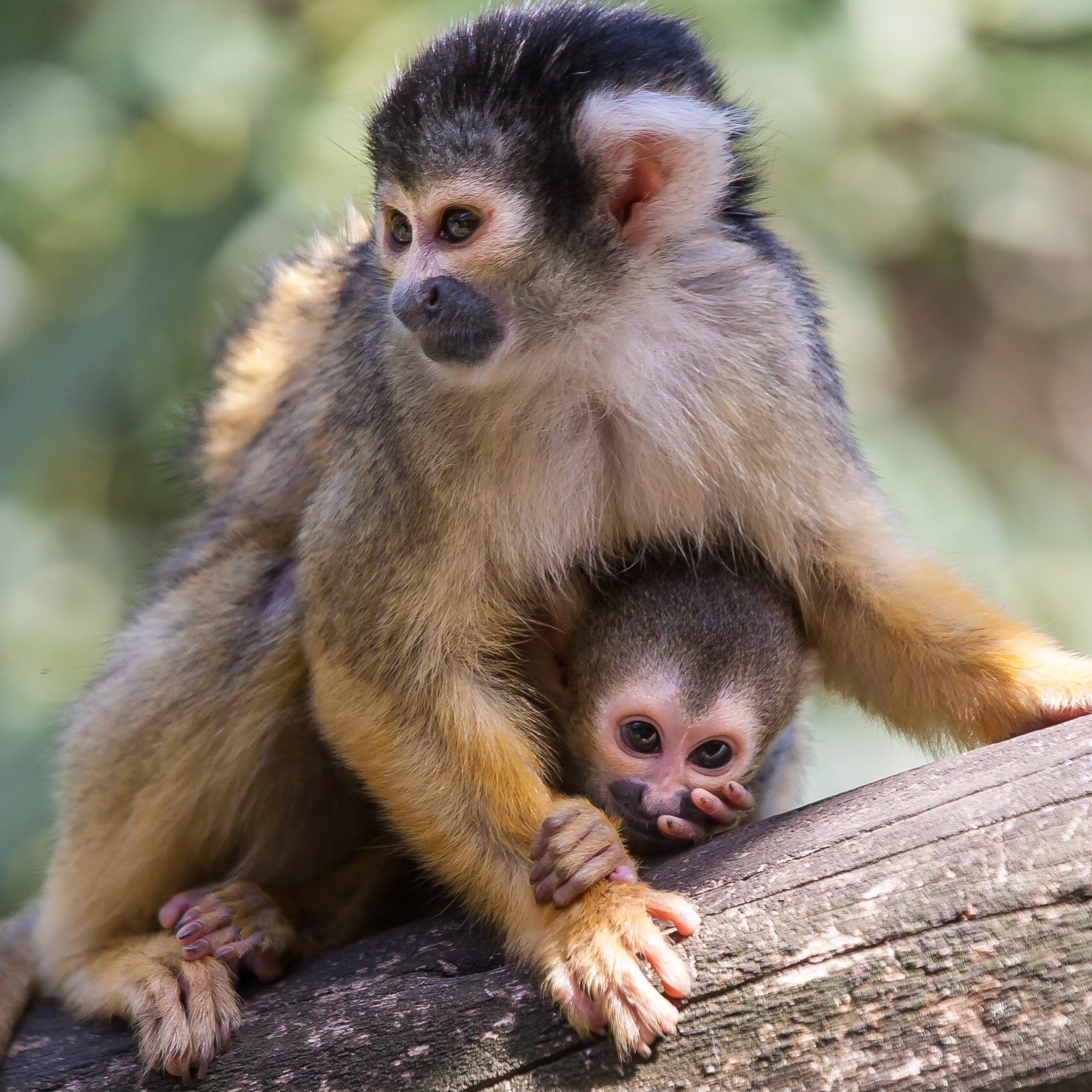 ©McNairnPhotography