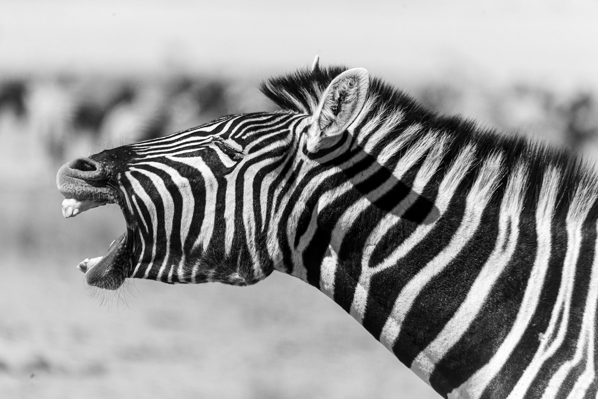 ©McNairnPhotography