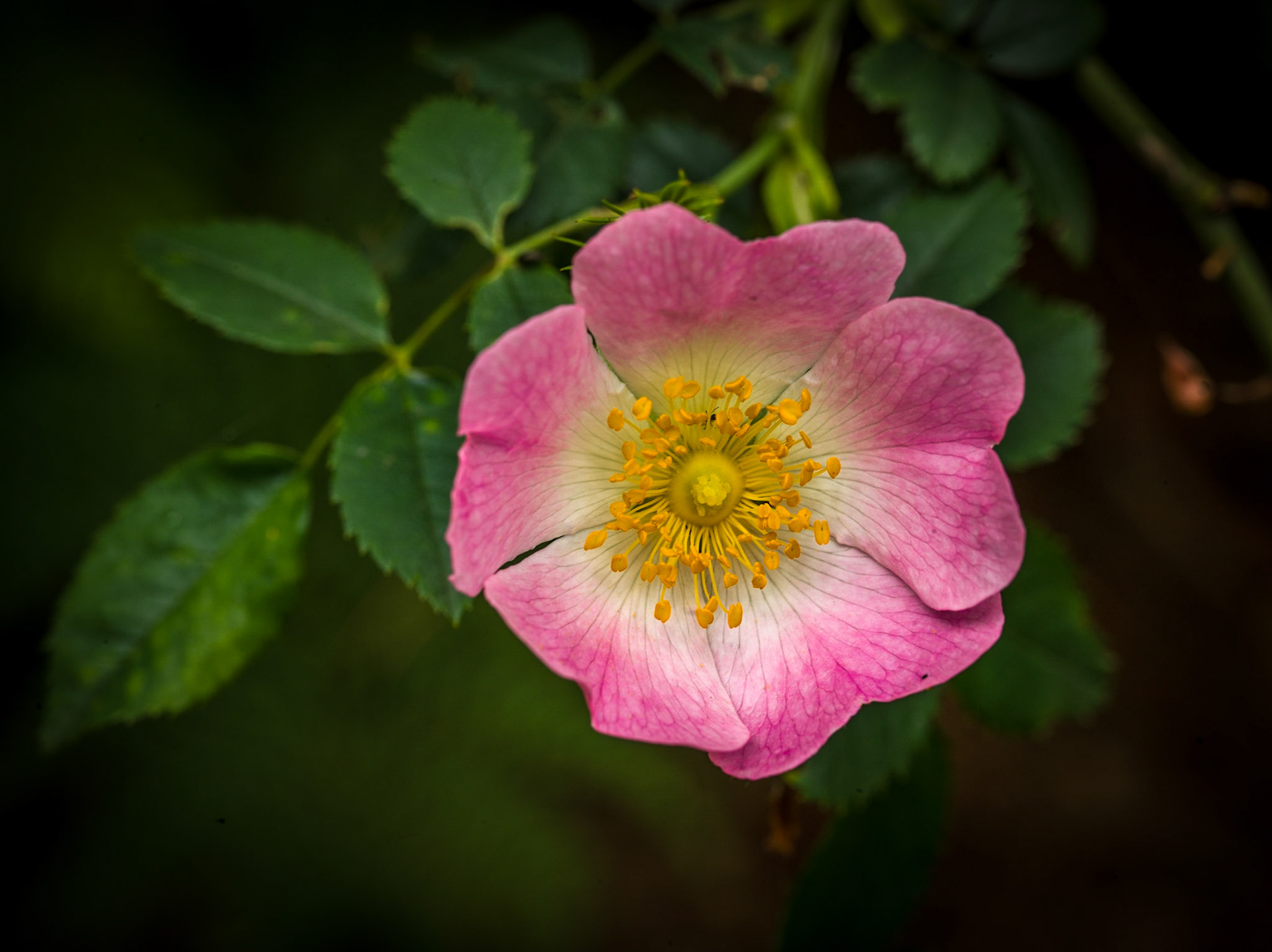 ©McNairnPhotography