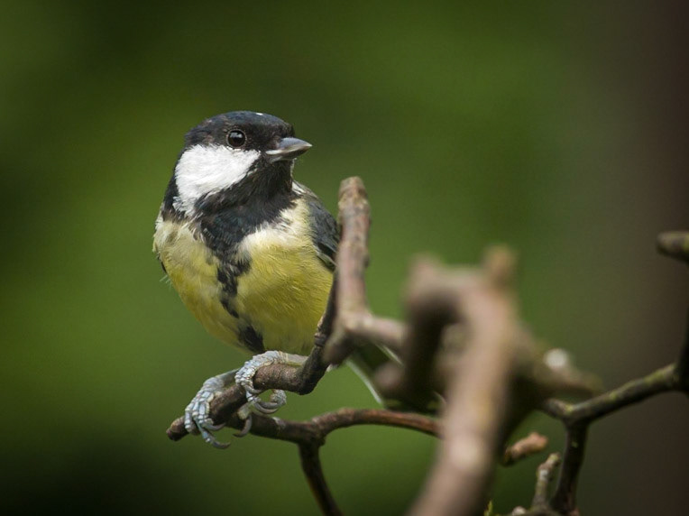 Great Tit ©McNairn.com