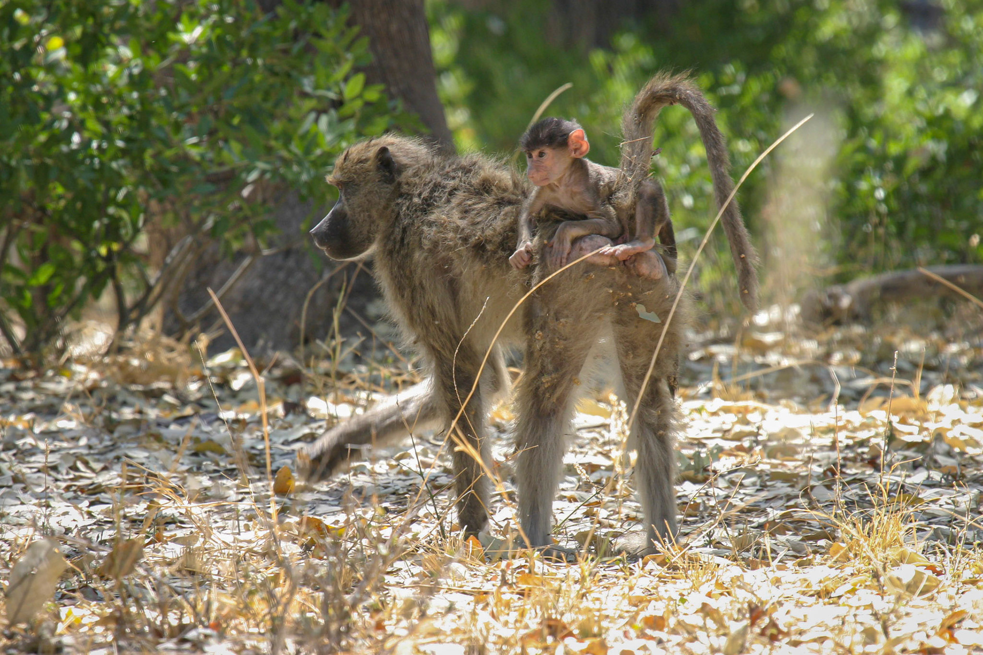 Botswana ©McNairnPhotography