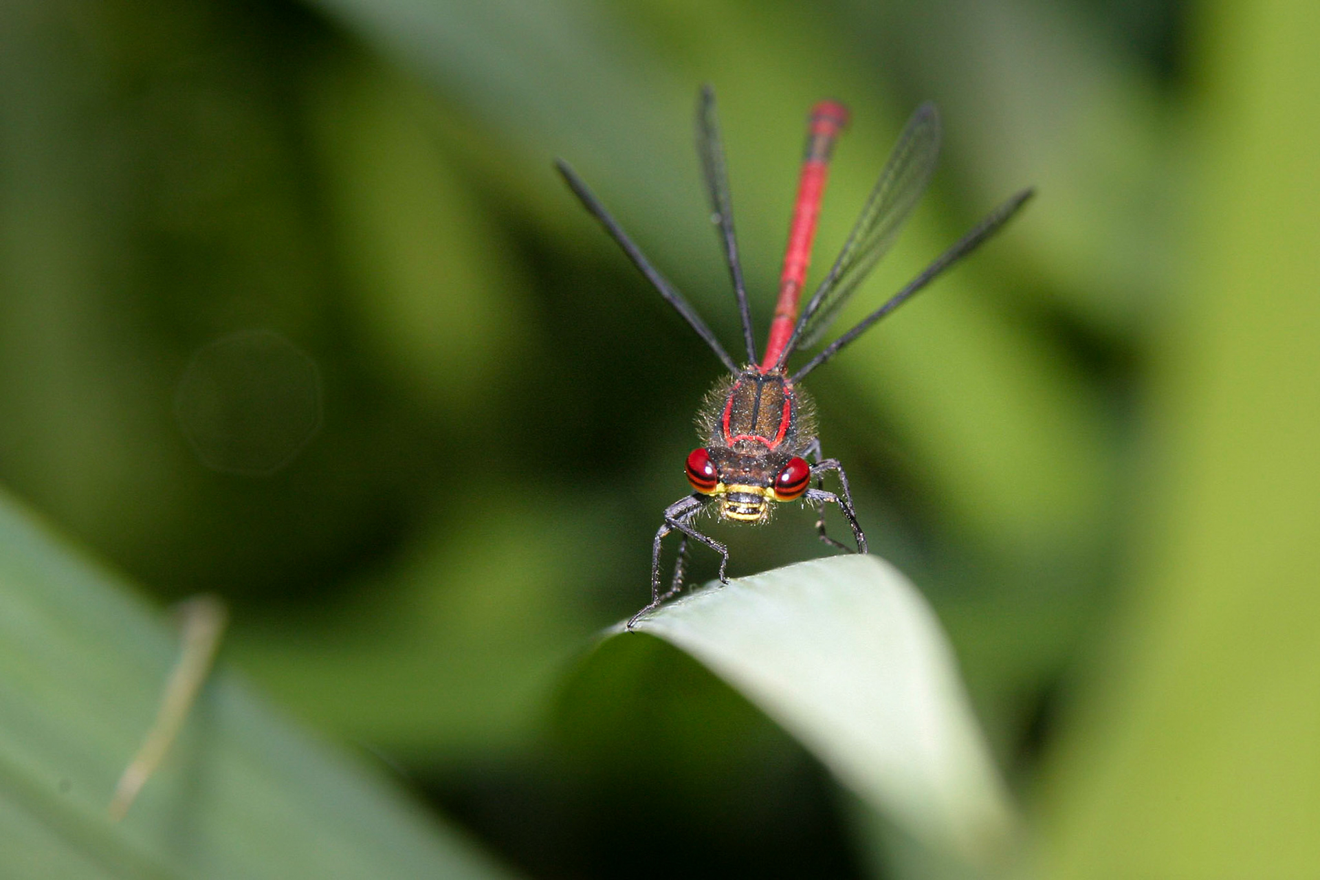 ©McNairnPhotography