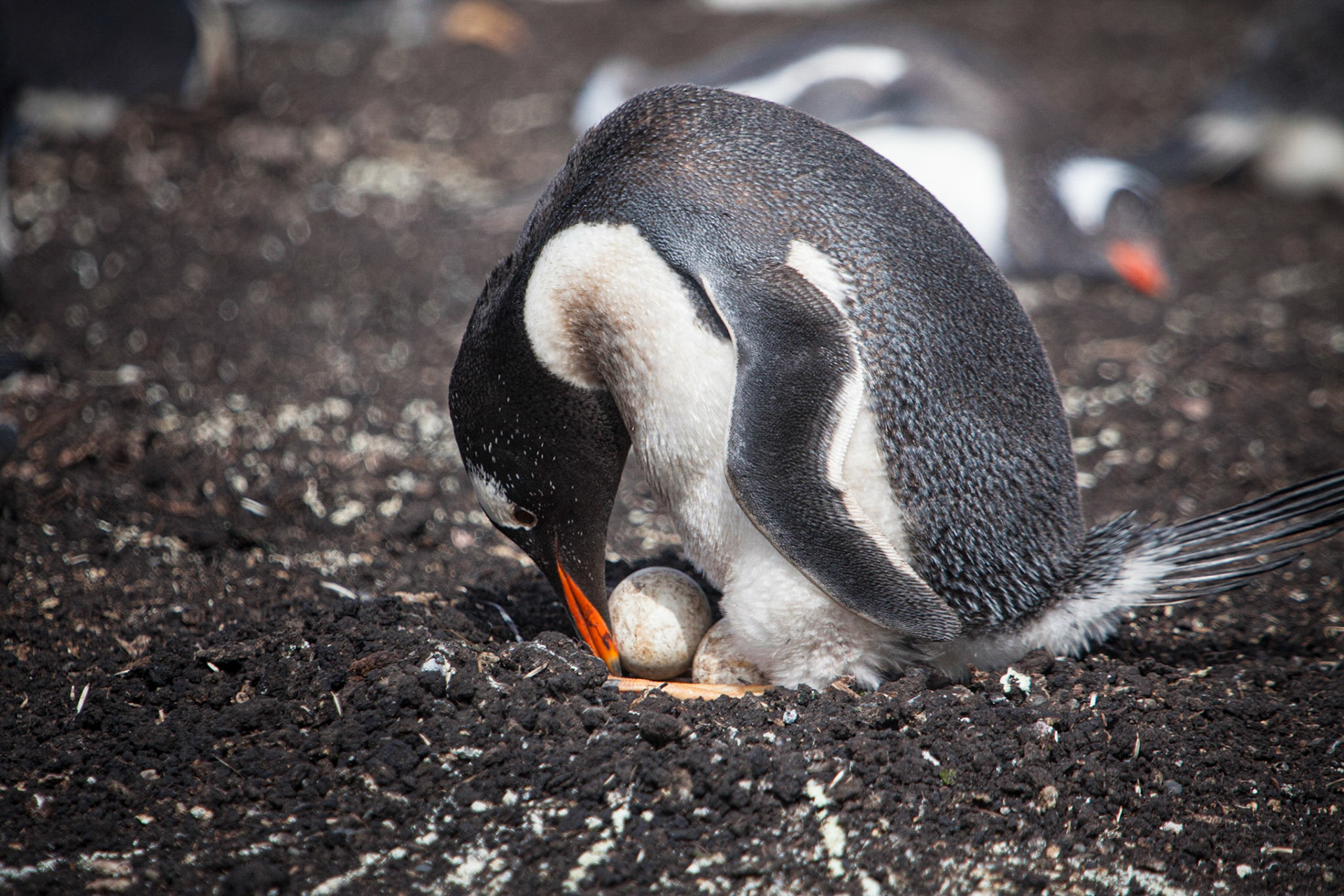 Gentoo Penguin ©McNairnPhotography
