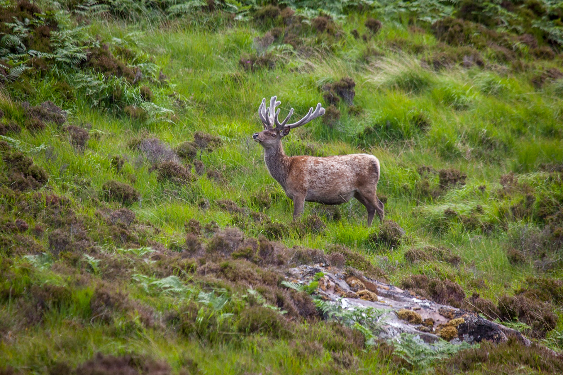 Scottish Highlands ©McNairnPhotography