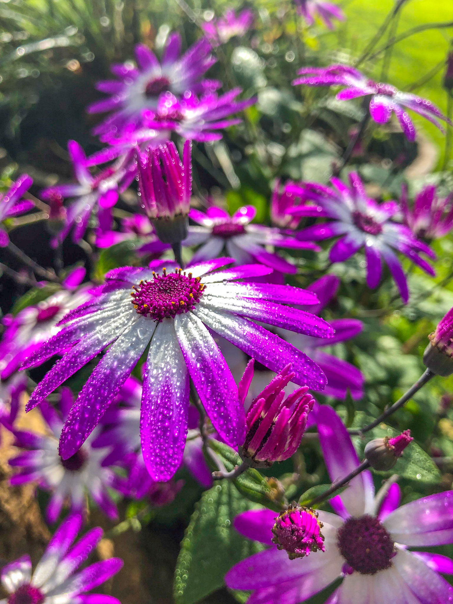 ©McNairnPhotography